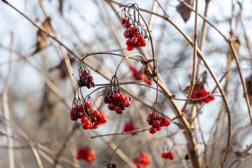 Vibrant red berries hanging from bare branches in autumn light