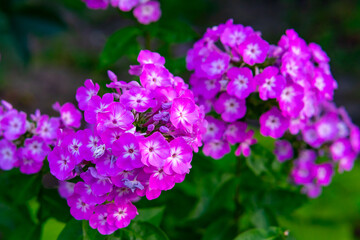 Obraz premium Bright pink flowers bloom in a vibrant garden setting during springtime