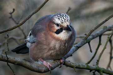 Eurasian jay (Garrulus glandarius) sitting on a tree branch