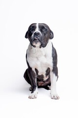 Elegant Brown Dog Portrait with Floppy Ears in Studio Lighting