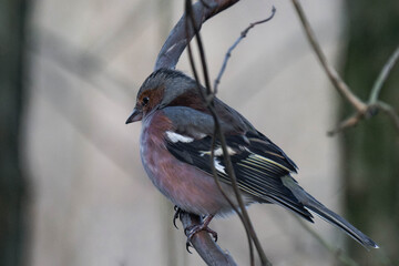 Male eurasian chaffinch, common chaffinch, or simply the chaffinch (Fringilla coelebs) sitting on a tree branch