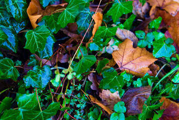 A vibrant mix of autumn leaves