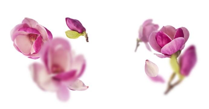 Beautiful pink Magnolia flower falling in the air isolated on white background. Zero gravity conception