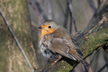 European robin (Erithacus rubecula) on a tree branch
