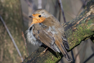 European robin (Erithacus rubecula) on a tree branch