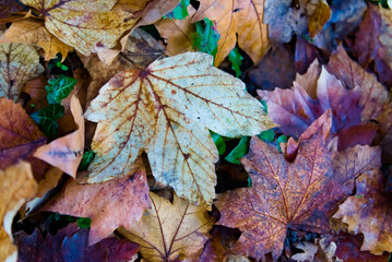 A vibrant collection of fallen leaves