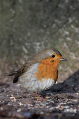 European robin (Erithacus rubecula) standing on the ground