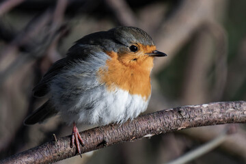 European robin (Erithacus rubecula) on a tree branch