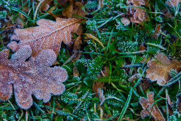 Frost Kissed Leaves in Grass