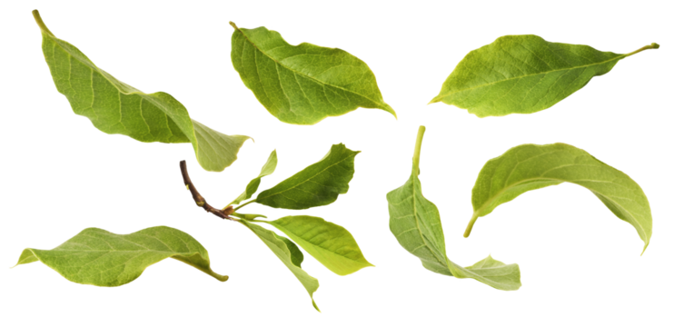 A creative set with Beautiful green  Magnolia leaves falling in the air isolated on white background. Zero gravity conception