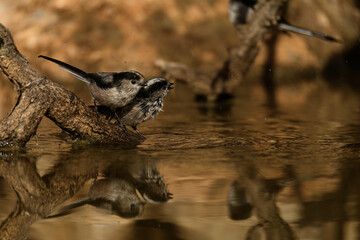 Long-tailed Tits - Aegithalos caudatus - Enjoying Water by a Tree Branch