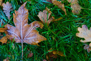 Frosted Leaves on Winter Grass