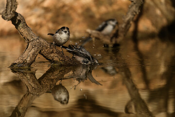 Long-tailed Tits - Aegithalos caudatus - Enjoying Water by a Tree Branch