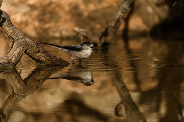 Fototapeta premium Long-tailed Tits - Aegithalos caudatus - Enjoying Water by a Tree Branch