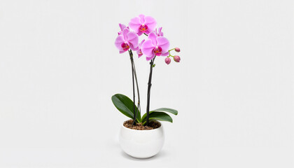 Elegant pink orchid in white ceramic pot, floral beauty