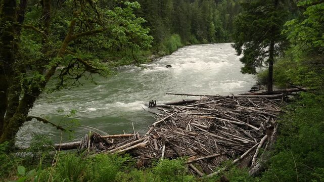 Wild Pacific Northwest river with log jam on bend with large pile of logs piled up in foreground