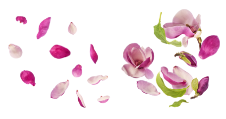 A creative set with Beautiful pink Magnolia flower falling in the air isolated on white background. Zero gravity conception