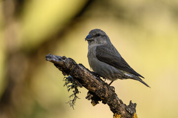 Red Crossbill -Loxia curvirostra- Perched on a Curved Branch
