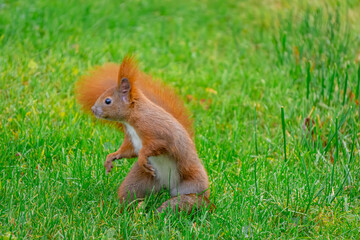 young squirrel running on the green grass in the city park in autumn.