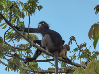 Dusky leaf monkey mother (spectacled langurs) with small baby sitting on a tree on Langkawi island, Malaysia, Southeast Asia. Wild animals in natural habitat in tropical jungle. Wildlife watching
