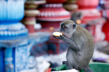 Fototapeta premium Wild monkey at the Batu cave Hindu temple. Kuala Lumpur. Malaysia.