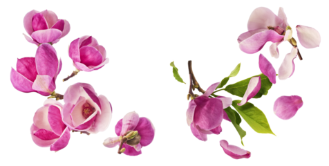 A creative set with Beautiful pink Magnolia flower falling in the air isolated on white background. Zero gravity conception