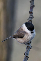 Marsh tit (Poecile palustris) sitting on a tree branch
