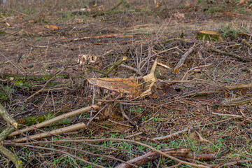 cutting wood in the forest. tree, tree logs stacked in a pile. cutting down trees in the forest. forest management against the background of the autumn forest and blue sky. forest work.