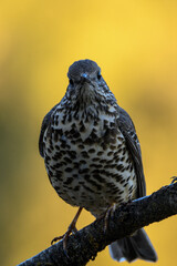 Song thrush perched on a lichen-covered branch with a soft background