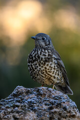 Close-up of a song thrush perched on a mossy rock