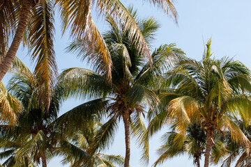 Tropical Coconut Palm Trees Under a Clear Sky