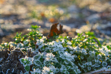 green plants and withered autumn leaves covered with soft snow and frost during sunset macro