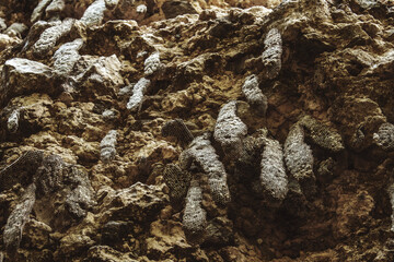 Wild honeycombs built on a rugged cliff