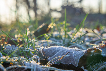 green plants and withered autumn leaves covered with soft snow and frost during sunset macro