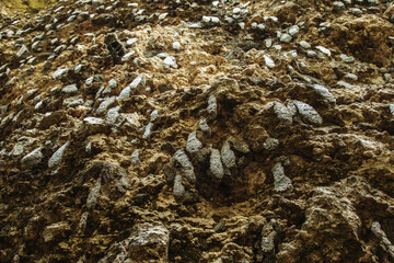 Wild honeycombs built on a rugged cliff