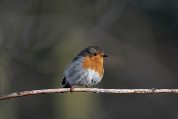European robin (Erithacus rubecula) on a tree branch