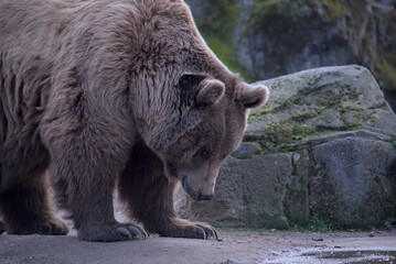oso pardo