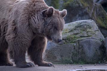 oso pardo