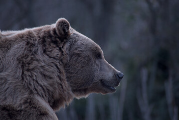 oso pardo