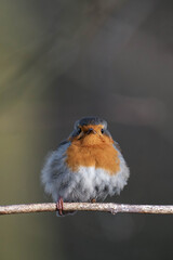 European robin (Erithacus rubecula) on a tree branch