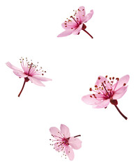 Blooming of delicate pink flowers falling in the air, isolated on white background. Prunus cerasifera 'Nigra' or Canadian black plum