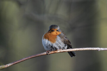 European robin (Erithacus rubecula) on a tree branch