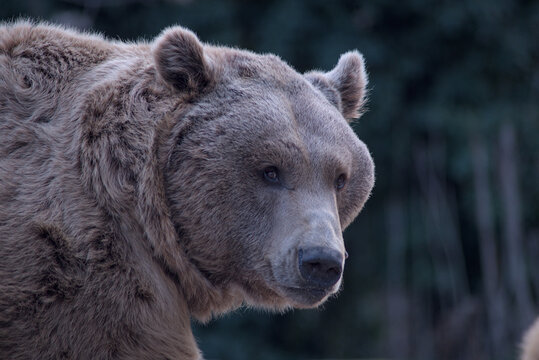 oso pardo