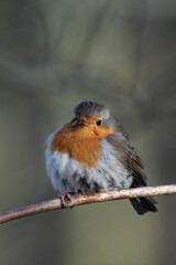 European robin (Erithacus rubecula) on a tree branch