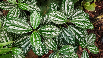 Lush green leaves with intricate patterns