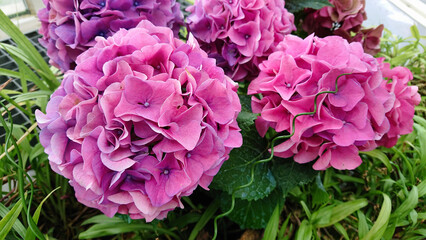Bright pink and purple hydrangeas in lush garden