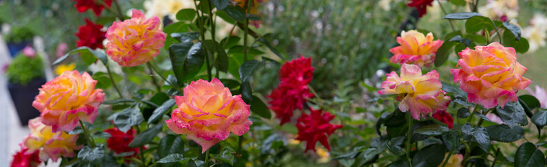 Coral rose flowers in summer garden.