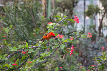 Bright red bird perched on green thorny branch