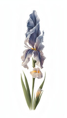 Iris Flower: Modern and Natural Art