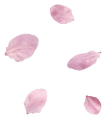Petals of delicate pink flowers falling in the air, isolated on white background. Prunus cerasifera 'Nigra' or Canadian black plum
